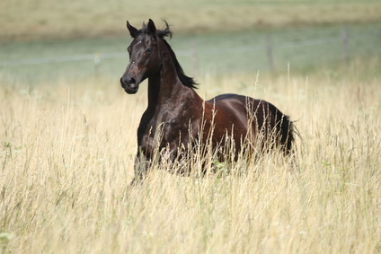 Pferderecht Bundesweit