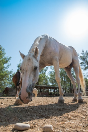 Pferdehaltung aus Tierschutzsicht