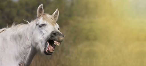 Anwalt für Pferderecht Köln