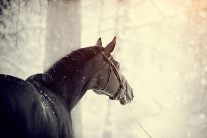 Anwalt für Pferderecht