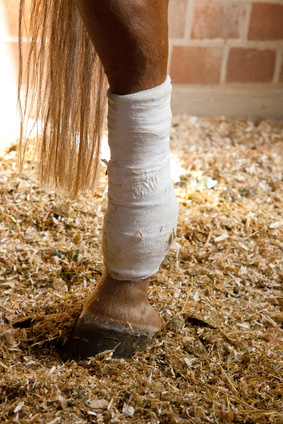 Gewährleistungsrechte Pferdekäufer