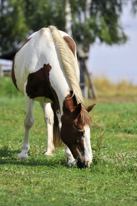 Rücktritt vom Pferdekaufvertrag