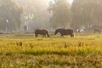 Rücktritt vom Pferdekaufvertrag