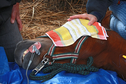 Aufwachphase Wallach