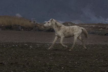 Verkehrssicherungspflicht des Pferdehalters