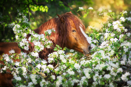 Rücktritt vom Pferdekaufvertrag