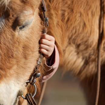 Haftbarkeit Ponyhof-Betreiber