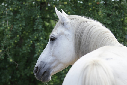 Fehlerhafte Ankaufsuntersuchung