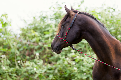Pferdetierzt verletzt bei Untersuchung