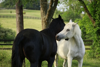 Pferderecht Köln, Pferderecht Düsseldorf, Pferderecht Niederrhein, Pferderecht Mönchengladbach, Pferderecht Krefeld, Pferderecht Mainz, Pferderecht Frankfurt, Pferderecht Hannover, Pferderecht München, Pferderecht Rheinland-Pfalz, Pferderecht Bayern, Pferderecht Viersen, Pferderecht Krefeld, Pferderecht Nettetal. Pferderecht Kempen, Pferderecht Dortmund, Pferderecht Essen, Pferderecht Stuttgart, Pferderecht Dresden, Pferderecht Leipzig, Pferderecht Bremen, Pferderecht Saarbrücken, Pferderecht Hamburg, Pferderecht Wuppertal, Pferderecht Sylt, Pferderecht Frankfurt, Pferderecht Bielefeld, Pferderecht Kleve, Pferderecht Niederrhein, Pferderecht Geldern, Pferderecht Aachen, Pferderecht Bonn, Pferderecht Daun, Pferderecht Bergisch Gladbach, Pferderecht Xanten Pferderecht Gelsenkirchen, Pferderecht NRW, Pferderecht Rheydt, Pferderecht Mönchengladbach Pferderecht Münster, Pferderecht Gelsenkirchen, Pferderecht Oberhausen,Pferderecht Herne Pferderecht Remscheid Pferderecht siegen, Pferderecht Gütersloh, Pferderecht Iserlohn, Pferderecht Düren, Pferderecht Ratingen, Pferderecht Lünen, Pferderecht mal, Pferderecht Velbert, Pferderecht Minden Pferderecht Detmold, Pferderecht Lippstadt, Pferderecht Dinslaken, Pferderecht Herford, Pferderecht gewesen, Pferderecht Rhein Erft Kreis Pferde recht Hochsauerlandkreis Pferderecht gewesen, Pferderecht Unna, Pferderecht Hagen, Pferderecht Schwerin, Pferderecht Nürnberg, Pferderecht Stuttgart , Pferderecht, Pferderecht Wiesbaden, Pferderecht Baden-Baden, Pferderecht Verden Pferderecht Oldenburg, Pferderecht Berlin, Pferderecht Hardenberg, Pferderecht Weser-Ems, Pferderecht Donaueschingen,Pferderecht Hannover, Pferderechte Braunschweig, Pferderecht Oldenburg, Pferderecht Osnabrück, Pferderecht Wolfsburg, Pferderecht Göttingen, Pferderecht Salzgitter, Pferderecht Hildesheim,Pferderecht Wilhelmshaven, Pferderecht Lüneburg, Pferd Rechtselle, Pferderecht Garbsen,